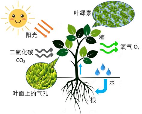 不能行光合作用的植物|光合作用